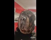 Big Black Dog Vibes Music in Kitchen