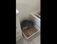 Grey cat uses litter box wrong fail 