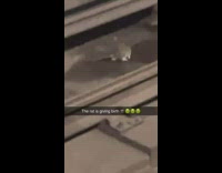 Rat gives birth on tracks 