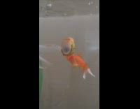 Small snail climbs glass aquarium wall teeth Part 2