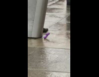 Purple toy charging on sidewalk in rain 
