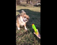 Dog enjoys catching water from water gun