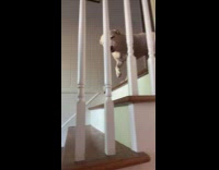 Dog being dramatic not included in walk