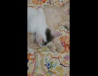 Black white kitten grooms sleeping brown kitten 