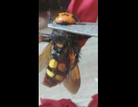 Large bee wasp hornet insect scissors 