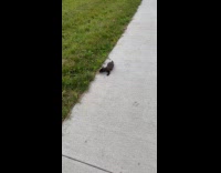 Mink roaming on park pathway