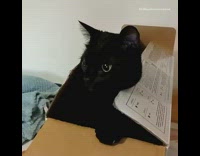 Black kitten pops out of cardboard box