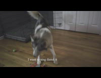 Grey husky dog sings howls to song 