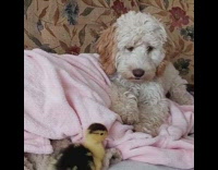 Black yellow baby chick brown dog couch