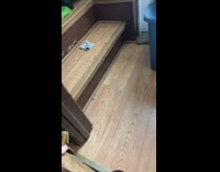 White dog destroys and leave mess in house 