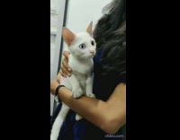 Girl holds cat with different colored eyes 