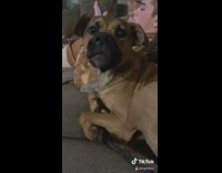 Dog snarls bites finger baby song