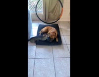 Collab PLC - Tabby cat lick face of brown dog