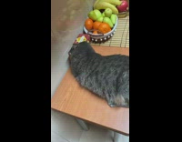 Cat rubs head against box of tea