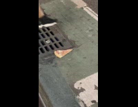 Collab WINY - Rat fights over leftover pizza above sewer