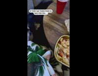 Dog shows red flags of toxic owner 