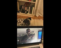 pug making funny face while looking at the camera