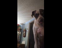 Dog ask for attention gets body scratch