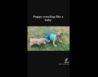 Puppy copying a baby crawling on the grass