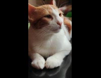 Cat tries to fight sleep while sitting