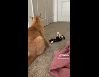 Collab Clips mpugc - Baby kitten on back as orange cat walks away