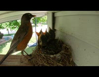 Robin feed and protect babies eats poop