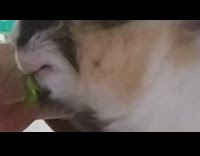 Guinea pig eats cilantro or parsley leaf 