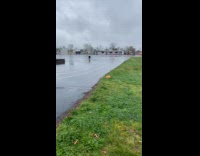 Dog chases ball and slipped at park