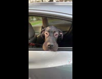 Collab BitchMP - Pictures of black dog after it ate a bee puffy face 