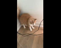 Man scares pet cat with random sounds