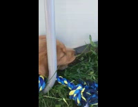 Brown puppy squeezes through grass blue toy