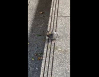 Collab WINY - Baby pigeon tries to walk down stairs