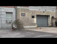 Peacock roaming in an alleyway with pigeons