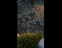 Man Shakes Feeds and Whistles at Goldfish