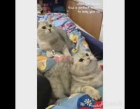 Two grey cats on bed pink ribbon