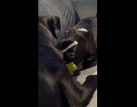 Black white dog show teeth to other dog