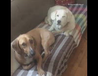 brown dog wagging tail in white dogs face while in sofa