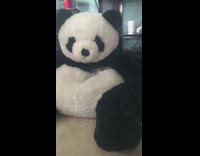 Small brown yorkie dog pops out of panda stuffed animal