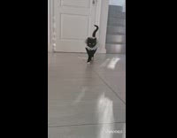 Black cat white fur jacket walks stairs 