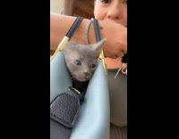 Woman finds and takes home kitten to raise 