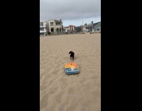Dog drags skimboard on the beach sand