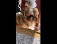 Cute dog eats treat from table 