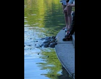 Turtles eat near bethesda fountain 
