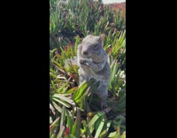 Squirrel on plant leaves eat chip crunch