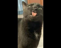 Cat sneezing cant stop while other judges it 