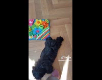 Compilation of small dog flopping on floor 