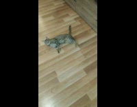 Cat Responds to Bang Trick 