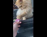 Brown white cat pink yellow feather toy 