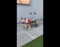 boomerang of brown dog walking in wheelchair on sidewalk 