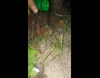 Person pour water over frog on ground